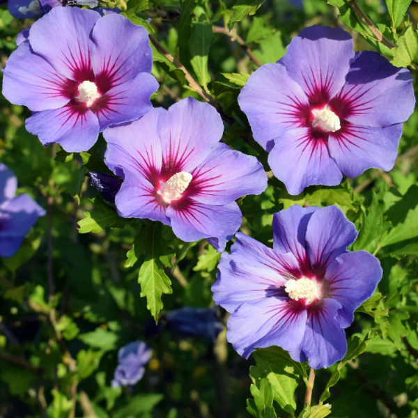 Hardy Purple Rose of Sharon Seeds