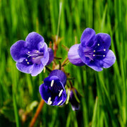 California Bluebell Seeds