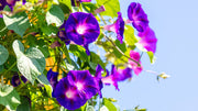 Mixed Colors Morning Glory Seeds
