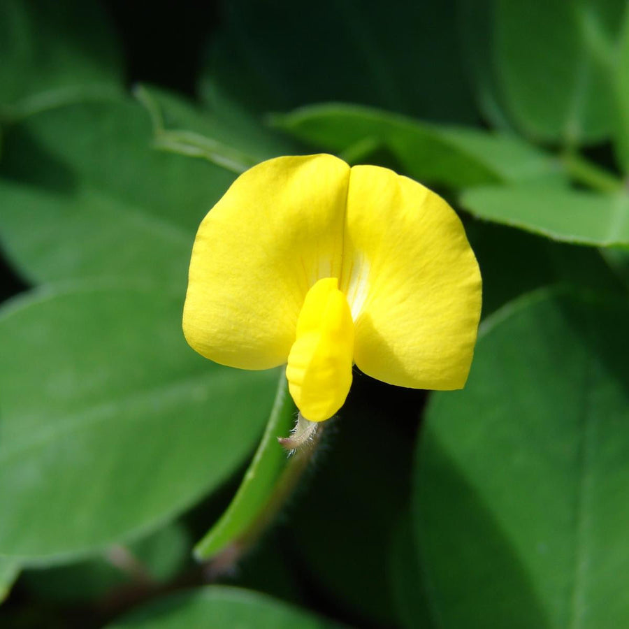 Pinto Peanut Seeds