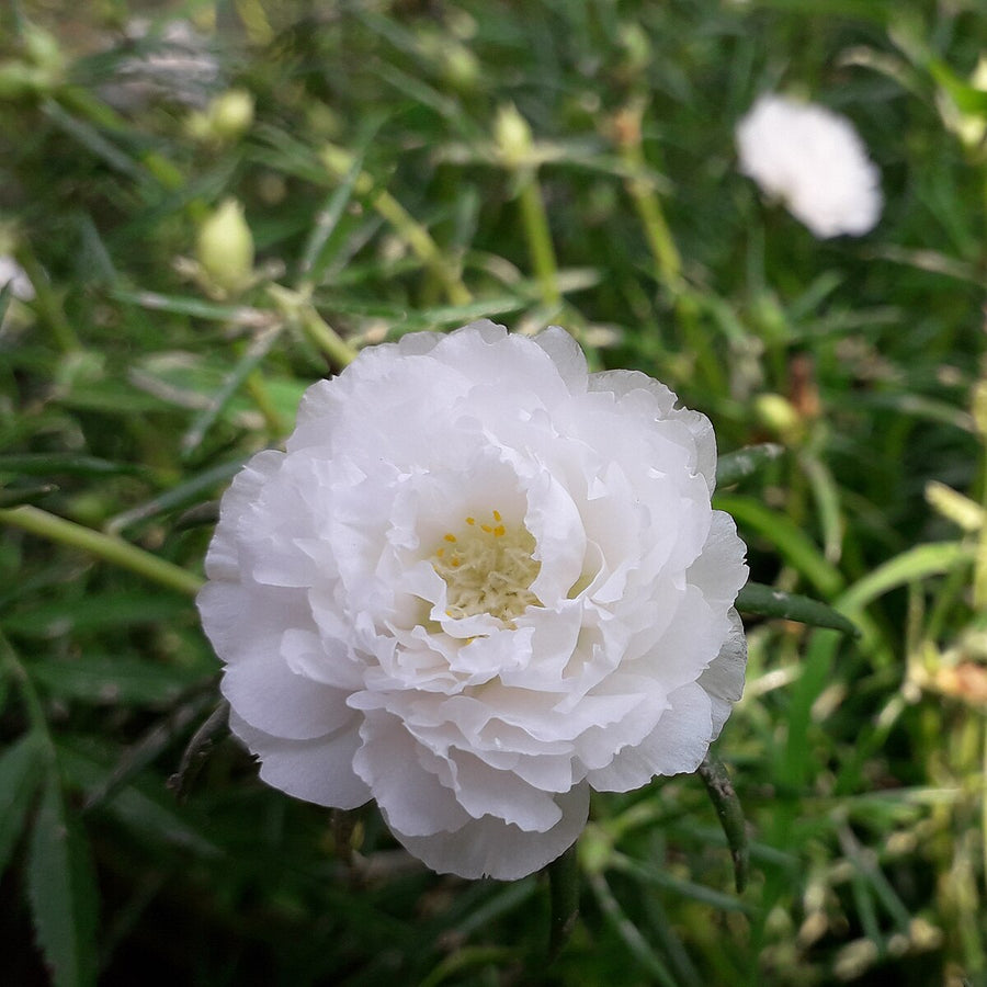 Moss-Rose Purslane Seeds