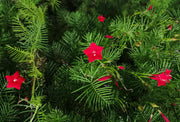 Cypress Vine Ipomoea Quamoclit Seeds
