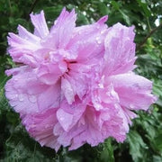 Light Pink Double Rose of Sharon Seeds