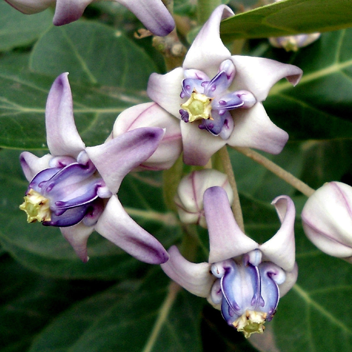 Giant Milkweed Calotropis Gigantea Seeds, Harbal