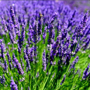 Lavandula Angustifolia Lavender Seeds