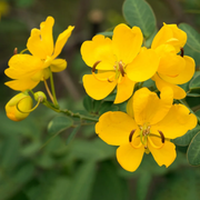 Golden Christmas Senna Seeds