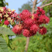 Palma Christi Castor Bean Seeds, Herbal