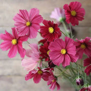 Wildflower Cosmos Rubenza Seeds