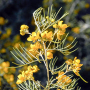 Feathery Cassia Seeds