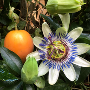 Flowering Vine Passion Seeds