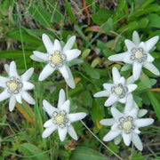 Rare Beauty Edelweiss Seeds