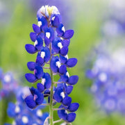 Texas Bluebonnet Lupine Seeds
