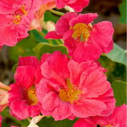 Cherry Rose Jewel Nasturtium Seeds