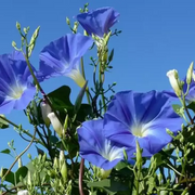 Heavenly Blue Ipomoea Seeds