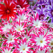 Twinkle Star Phlox Seeds