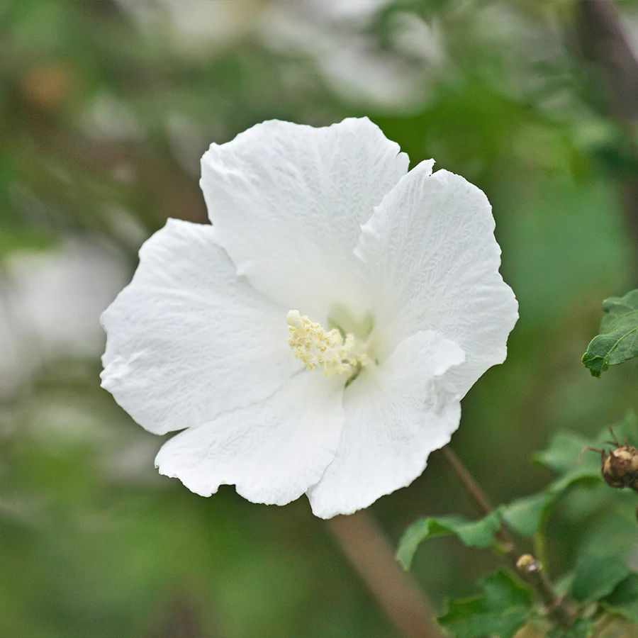 White Rose of Sharon Seeds