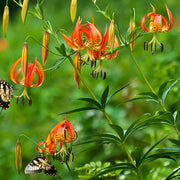 Turk's Cap Lily Seeds