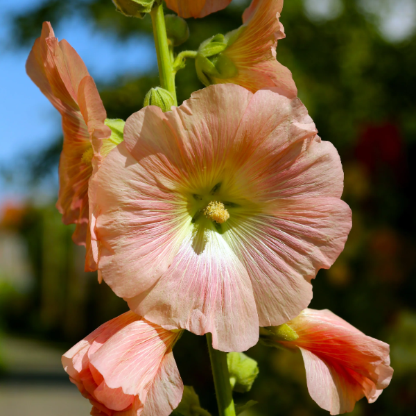 Peach Hollyhock Seeds