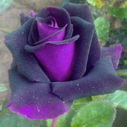 Purple Dragon Rose Seeds