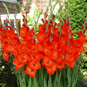 Vibrant Red Gladiolus Seeds