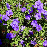 Drought Tolerant Wildflower Purple Desert Seeds