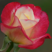 Rosa Seeds - Double Delight Seeds