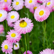 Strawflower Seeds, Xerochrysum bracteatum Flower Seeds