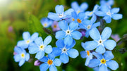 Classic Blue Forget-Me-Not Seeds