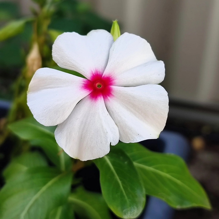 Bright Eyes Periwinkle Seeds
