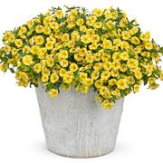 Super bell Lemon Slice Calibrachoa Seeds