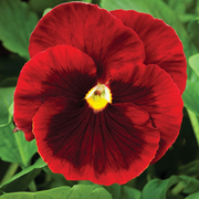 Red Pansy Seeds