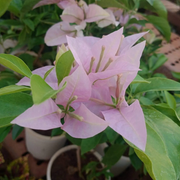 Light Pink Bougainvillea Seeds