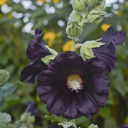 Blacknight Hollyhock Seeds