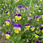 Viola Tricolor Johnny Jump Up Seeds