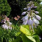 Sieboldiana 'Elegans' Hosta Seeds