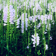 White Obedient Seeds