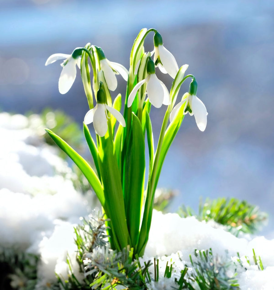 Snowdrop Seeds - For Home Gardens Seeds