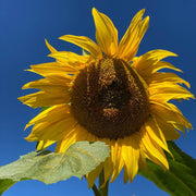 Russian Mammoth Sunflower Seeds