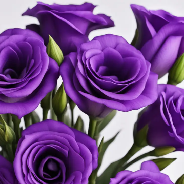 Purple Lisianthus Seeds