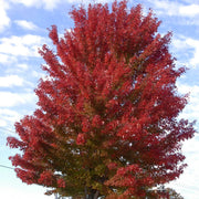 Autumn Blaze Maple Seeds