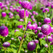 Purple Globe Amaranth Gomphrena Seeds