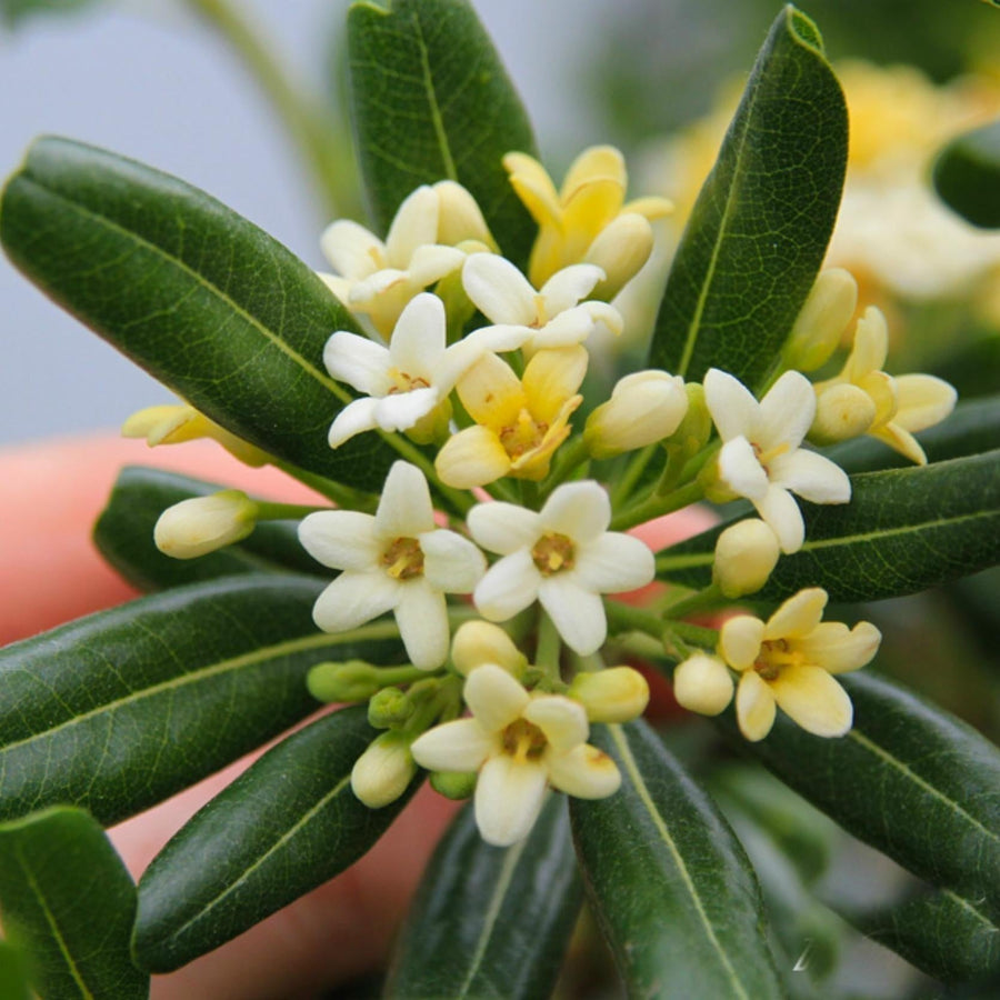 Tobira Pittosporum Seeds
