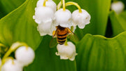Lily of the Valley Seeds