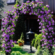 Purple Climbing Rose Seeds