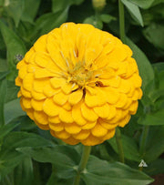 Canary Bird Zinnia Seeds