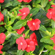 Red Madagascar Periwinkle Seeds