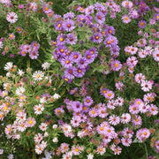 Hardy New England Aster Seeds
