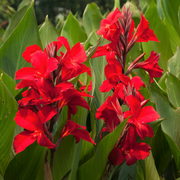 Red Canna Lily Seeds