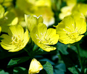 Lamarckiana Evening Primrose Seeds