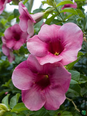 Blanchetii Allamanda Seeds